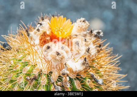 Gros plan d'une fleur jaune éclatante fleurissant au sommet d'un cactus, entourée d'épines et d'une surface texturée. Les couleurs vives contrastent avec un blu Banque D'Images