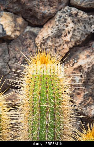 Gros plan détaillé d'une plante de cactus aux épines jaunes aiguës bien en évidence sur un fond rocheux texturé, mettant en valeur l'intri de la nature Banque D'Images