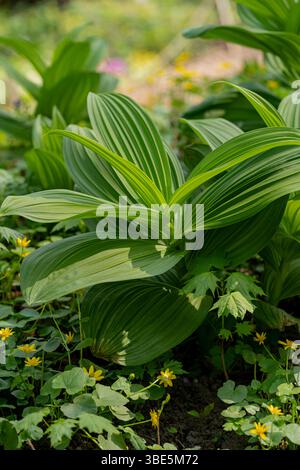 Gros plan sur un feuillage vert luxuriant dans un cadre de jardin animé, avec des feuilles bien en évidence texturées. La scène capture la beauté naturelle et vitalit Banque D'Images
