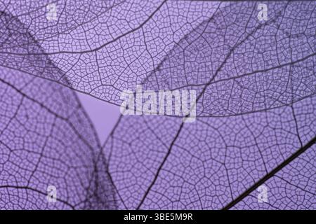 Gros plan de délicats squelettes de feuilles violettes, présentant des motifs veineux complexes sur un fond lisse. Les structures translucides créent un beauti Banque D'Images