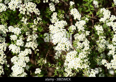Un vif spectacle de fleurs de Spirea en pleine floraison, mettant en vedette de minuscules fleurs blanches groupées densément sur des branches vertes luxuriantes, capturant l'essence de s. Banque D'Images