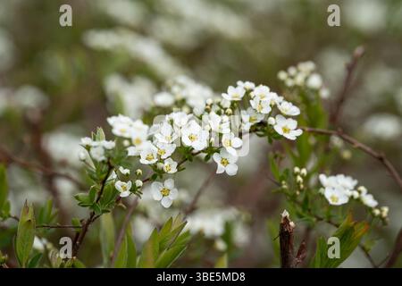 Gros plan de délicates fleurs de Spirea en pleine floraison, mettant en vedette des grappes de minuscules fleurs blanches contre des feuilles vertes luxuriantes, incarnant l'essence du spri Banque D'Images