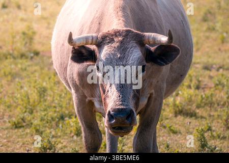 Gros plan d'une vache à cornes dans une chaîne de montagnes de Guadarrama, Madrid. Le regard de la vache est direct, avec des cornes vibrantes et une fourrure texturée, capturant l'essence Banque D'Images