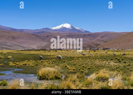 Les lamas paissent paisiblement sur la verdure vibrante de l'Altiplano andin, avec les majestueuses montagnes enneigées de la Puna, Argentine au loin Banque D'Images