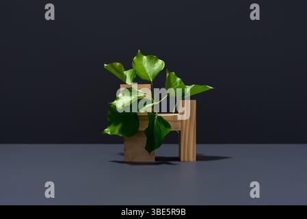 Une plante vibrante Hedera ou Ivy grimpe gracieusement sur une structure en bois, contrastant élégamment avec un fond gris foncé. Les feuilles vertes luxuriantes ajoutent un Banque D'Images
