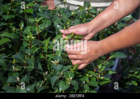 Vue rognée d'une femme méconnaissable choisissant soigneusement les plantes dans un centre de jardin. L'image se concentre sur ses mains examinant le feuillage vert luxuriant. Banque D'Images