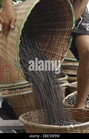 Des paniers remplis de baies de açaí fraîchement récoltées attendent le transport de la région forestière d'Igarapé-Mirim au port de Belém, Pará, Brésil. Banque D'Images