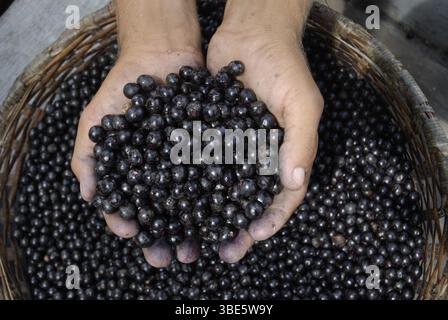 Des paniers remplis de baies de açaí fraîchement récoltées attendent le transport de la région forestière d'Igarapé-Mirim au port de Belém, Pará, Brésil. Banque D'Images