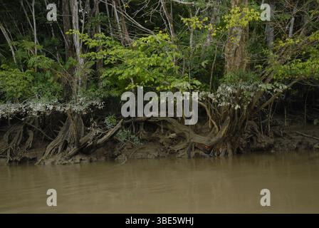 Une rive de la forêt amazonienne révèle une forêt préservée avec des racines d'arbres exposées qui deviennent submergées pendant le pouls annuel des inondations. Banque D'Images