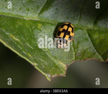 Jaune 14 taches Ladybird Propylea quattuordecimpunctata Banque D'Images