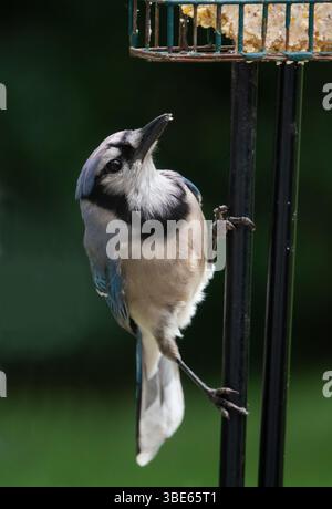 Gros plan d'un jay bleu se nourrissant de suif à une mangeoire d'oiseaux. Banque D'Images