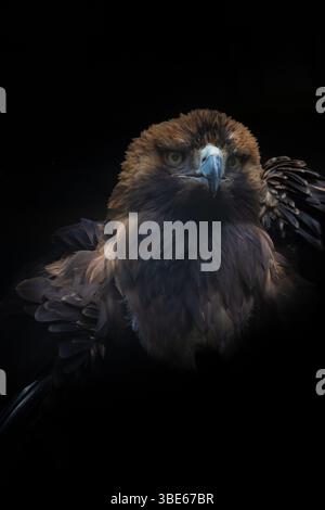 Grand oiseau est de l'aigle impérial (Aquila heliaca) et l'arbre. Des animaux de la faune. Banque D'Images