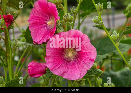 Gros plan d'un rose vif Alcea Rosea (Hollyhock commun) fleurs en pleine floraison. Alcea rosea est une plante ornementale de la famille des Malvaceae. Banque D'Images