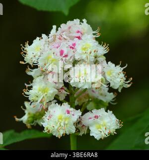 Fleurs blanches roses et jaunes de printemps / été de châtaignier, Aesculus hippocastanum ou conker tree UK mai Banque D'Images