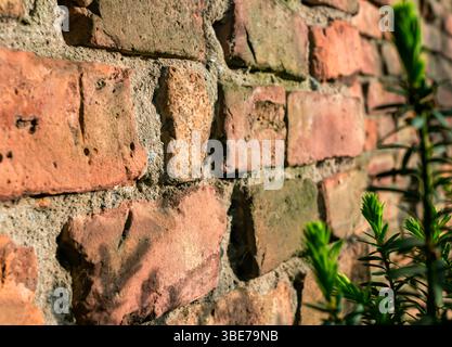Gros plan du mur du cimetière de l'ancien brique avec Green Plant au premier plan. Banque D'Images