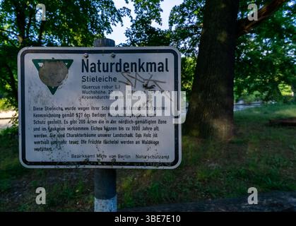 Panneau informatif désignant un chêne pédonculé vieux de 200 ans comme monument naturel protégé à Berlin, en Allemagne, situé dans un espace vert public. Banque D'Images