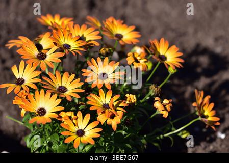Dimorphotheca sinuata (Cap Marigold). Il fleurit tôt au printemps. C'est un annuel dépassant parfois 30 cm (12 pouces) de hauteur. Banque D'Images
