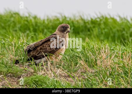 Portrait de Hawk de Swainson Banque D'Images