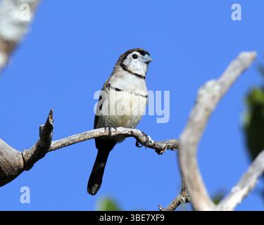 Oiseau finch à double barreau assis sur une branche d'arbre contre un ciel bleu Banque D'Images