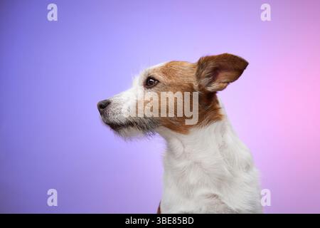 Un Jack Russell Terrier est assis calmement dans une pose de profil latéral sur un fond dégradé violet et rose. La photo met en évidence le chien composé et Banque D'Images
