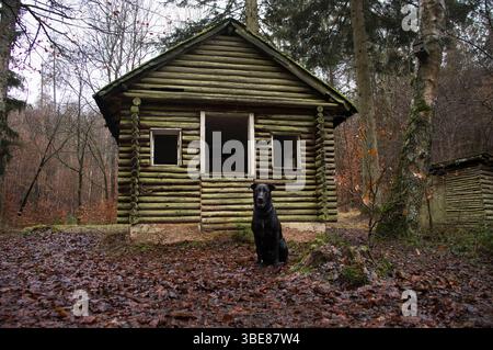 labrador noir retriever assis dans des feuilles mortes sur le sol devant une cabane dans un étang dans la forêt du Palatinat en Allemagne. Banque D'Images
