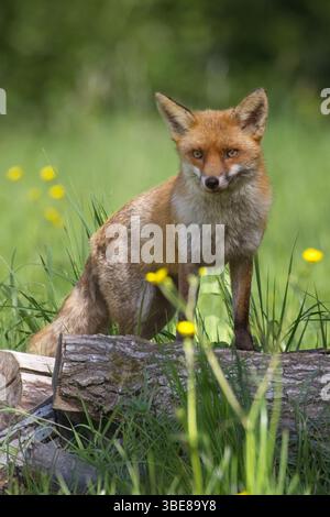 un gros plan portrait d'un renard roux alerte, vulpes. Il se tient sur un vieux tronc d'arbre dans un champ et est entouré de papillons jaunes hors foyer Banque D'Images
