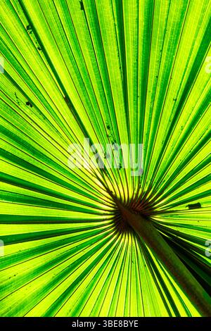 Feuille de palmier vert tropical en contre-jour. Banque D'Images