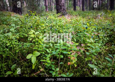 Bleuets européens dans la forêt autour du lac Aviris près de la ville de Leipalingis, municipalité de Druskininkai, comté d'Alytus en Lituanie Banque D'Images
