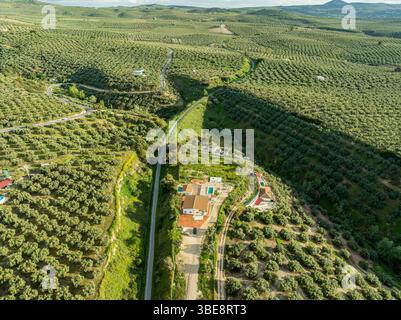 Champs d'oliviers, arbres plantés en rangées, vue aérienne, près du village Cabra, Andalousie, Espagne Banque D'Images