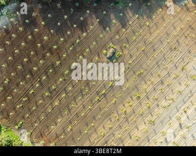 Champs d'oliviers, arbres plantés en rangées, vue aérienne, près du village Cabra, Andalousie, Espagne Banque D'Images