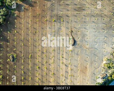 Champs d'oliviers, arbres plantés en rangées, vue aérienne, près du village Cabra, Andalousie, Espagne Banque D'Images