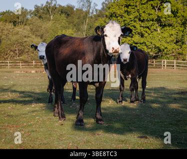 Trois vaches noires et blanches debout dans la New Forest par une journée ensoleillée. Scène agricole rurale avec pâturage de bétail dans la campagne ouverte entourée par Banque D'Images