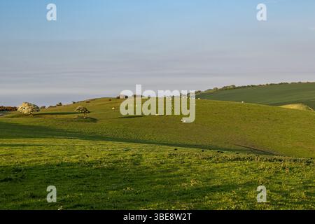 Une vue lointaine de moutons en pâturage sur Ditchling Beacon, avec lumière du soir Banque D'Images