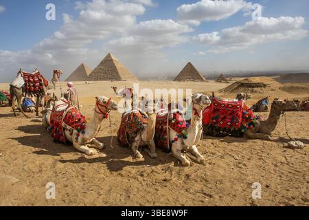 Egypte, Gizeh près du Caire. Des chameaux attendent les touristes au complexe des grandes Pyramides, site classé au patrimoine mondial de l'UNESCO. Banque D'Images