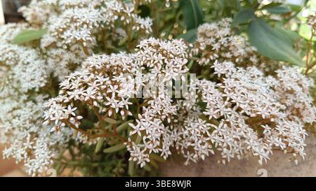 Petites fleurs blanches (White Stonecrop) en grappes dans un jardin Banque D'Images