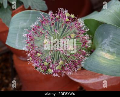 Oignon du Turkistan ou oignon ornemental, Allium karataviense, Amaryllidaceae. Russie Asie centrale. Allium karataviense est une espèce asiatique d'oignon. Banque D'Images