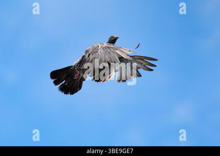 Scène de mouvement d'un Rock Pigeon volant dans les airs isolé dans un ciel bleu. Gros plan de Rock Pigeon volant dans les airs. Banque D'Images