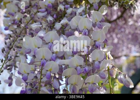 belles fleurs de wisteria en cascade au printemps. pétales de fleurs blanches et lilas Banque D'Images