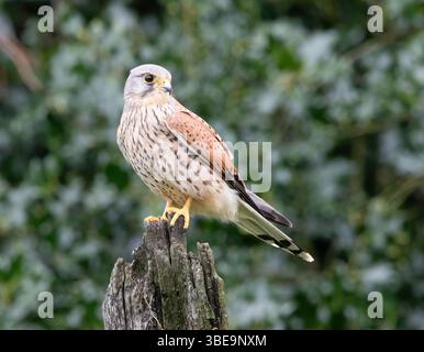 Kestrel européenne Banque D'Images