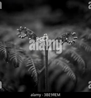 Gros plan monochrome de Fern avec accent sur les frondes en spirale émergentes Banque D'Images