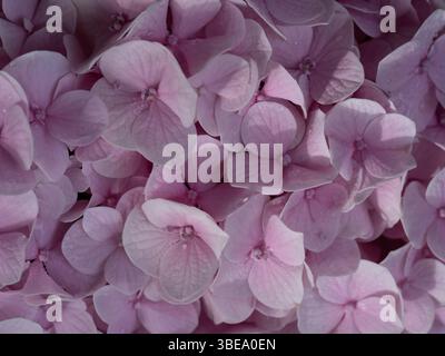 Photo en gros plan d'un bouquet de fleurs d'hortensias roses Banque D'Images