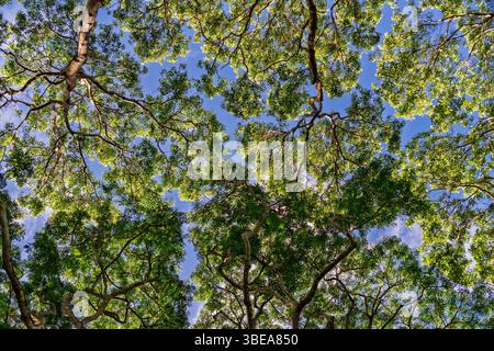 Filtrage de la lumière du soleil à travers le feuillage vert : perspective ascendante de la canopée de la forêt. Scène de nature sereine : couronnes et branches d'arbre formant un motif contre Banque D'Images