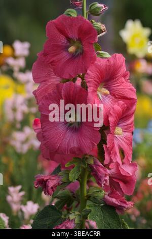 Hollyhocks rouges et roses Banque D'Images