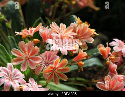 Gros plan d'un cotylédon Lewisia de couleur corail Banque D'Images