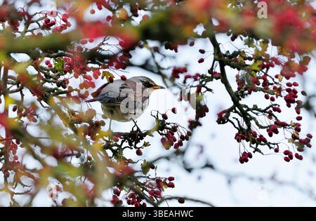 Fieldfare (Turdus pilaris) perché dans une haie d'aubépine et attiré par les baies mûres, Roxburghshire, Scottish Borders, Écosse, octobre. Banque D'Images