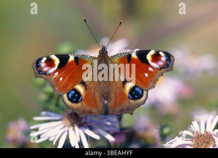 Peacock Butterfly (Inachis io) nectaring sur plante dans le parterre de fleurs de jardin, Berwickshire, Écosse, juillet Banque D'Images