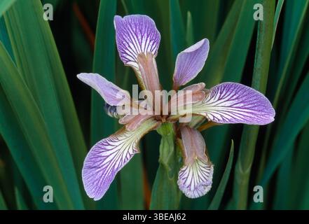 Stinking Iris / Gladdon (Iris foetidissima) gros plan de fleur dans le jardin, Berwickshire, Scoatlnd, juillet. Banque D'Images