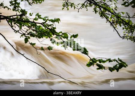 Gros plan de l'eau boueuse en mouvement rapide de la rivière derrière des branches d'arbres fortement concentrées avec des feuilles vertes fraîches au printemps Banque D'Images