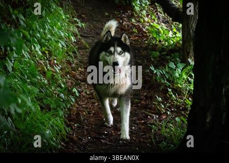 Un Husky sibérien courant joyeusement le long d'un sentier de forêt boueuse, capturant parfaitement la liberté, l'aventure et l'esprit de la nature Banque D'Images