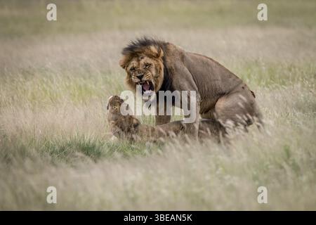 Couple de lions s'accouplant dans l'herbe haute dans le Kalahari central, Botswana, Afrique Banque D'Images